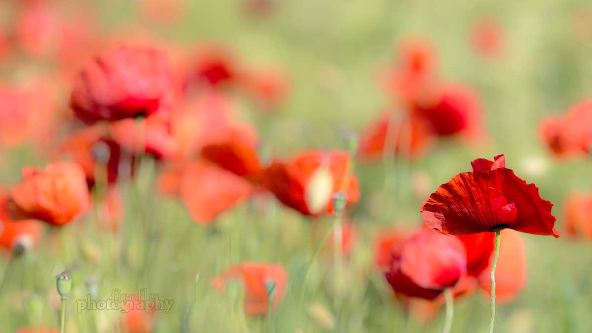 Klatschmohn