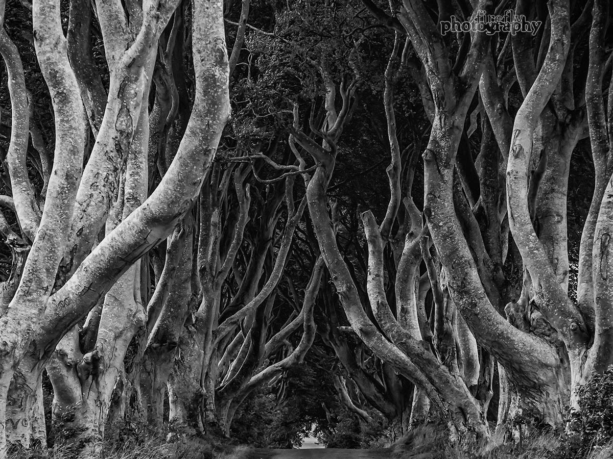 Dark Hedges