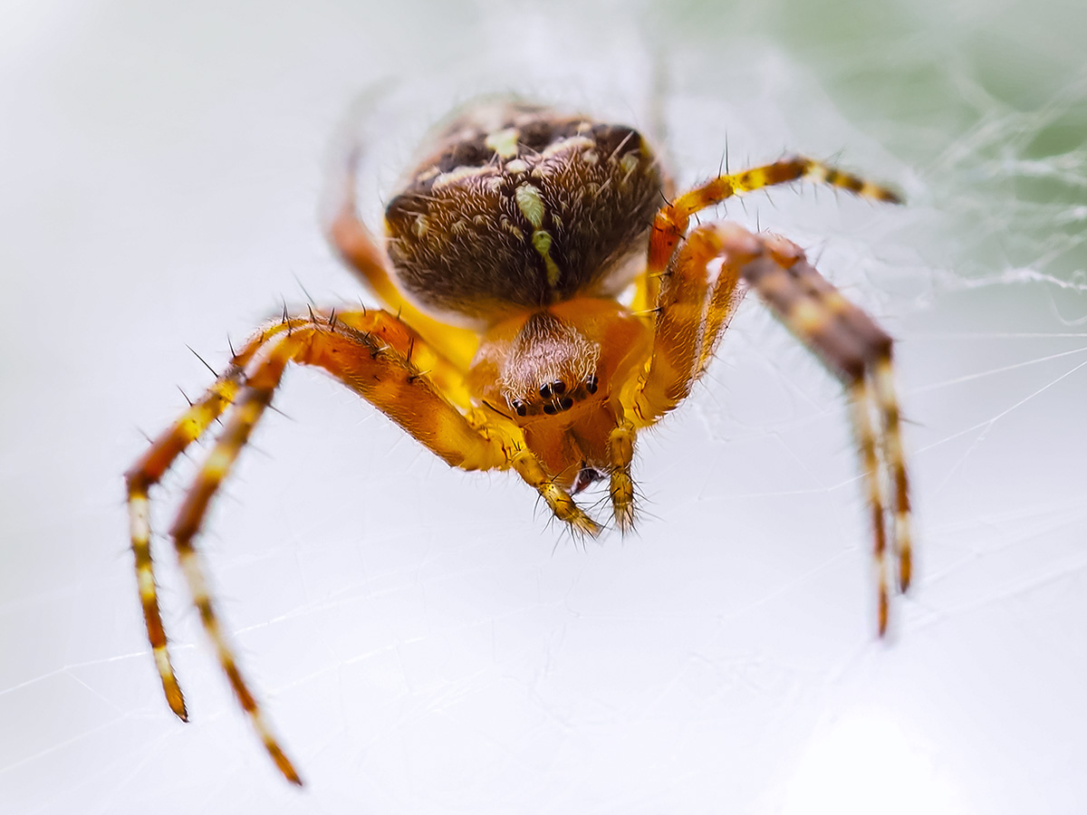 Gartenkreuzspinne