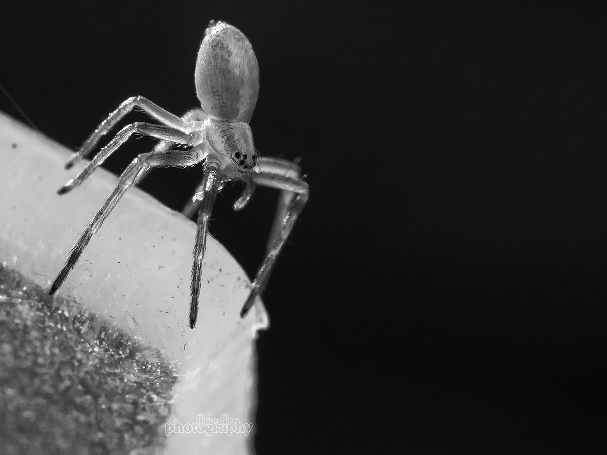 Mini-Spinne (ca. 4mm)