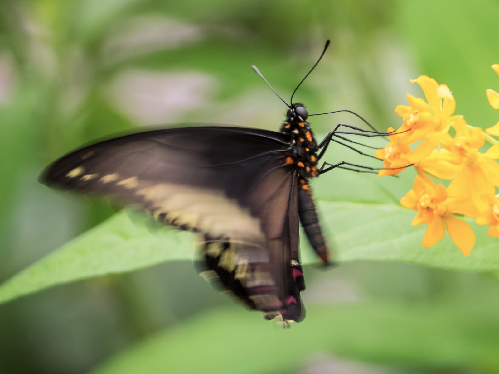 Flatternder Falter beim Nektarsammeln