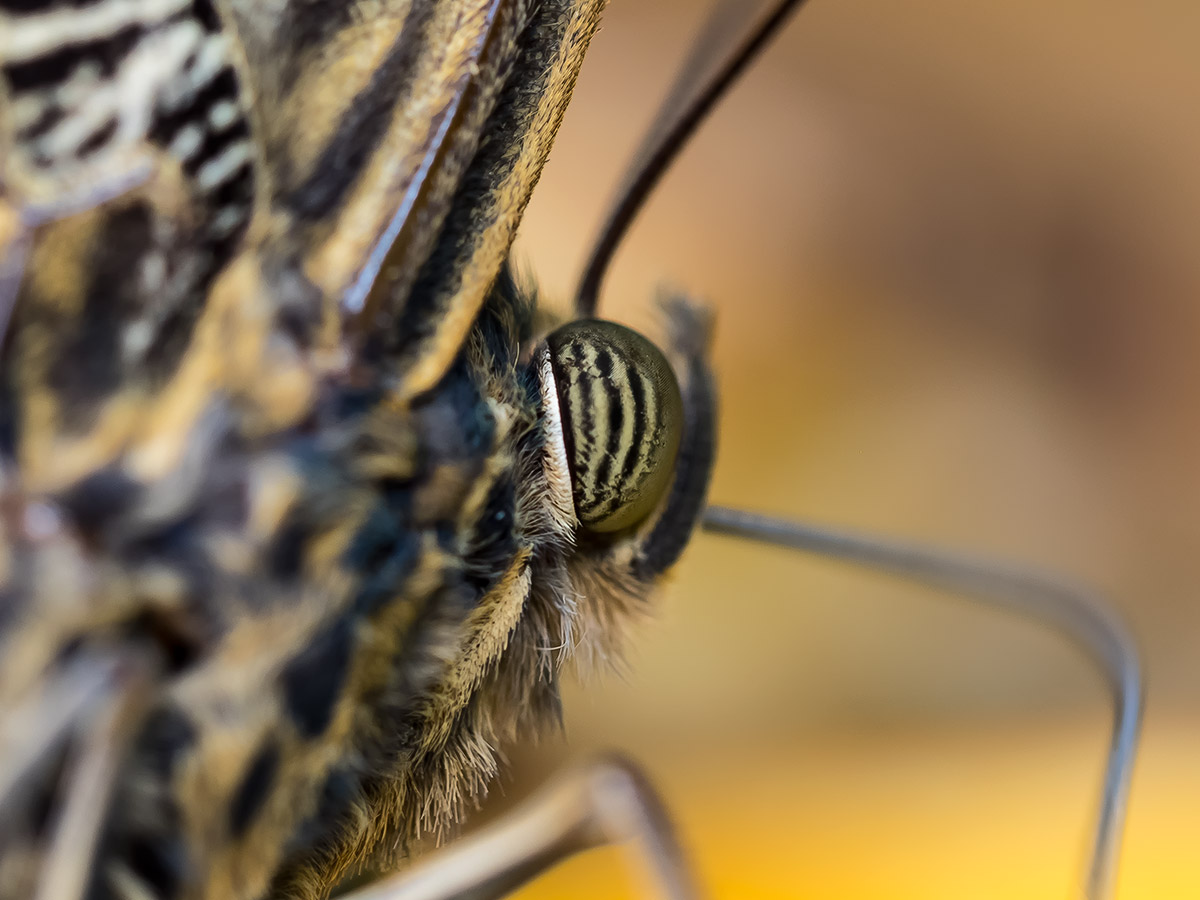Augen vom Falter