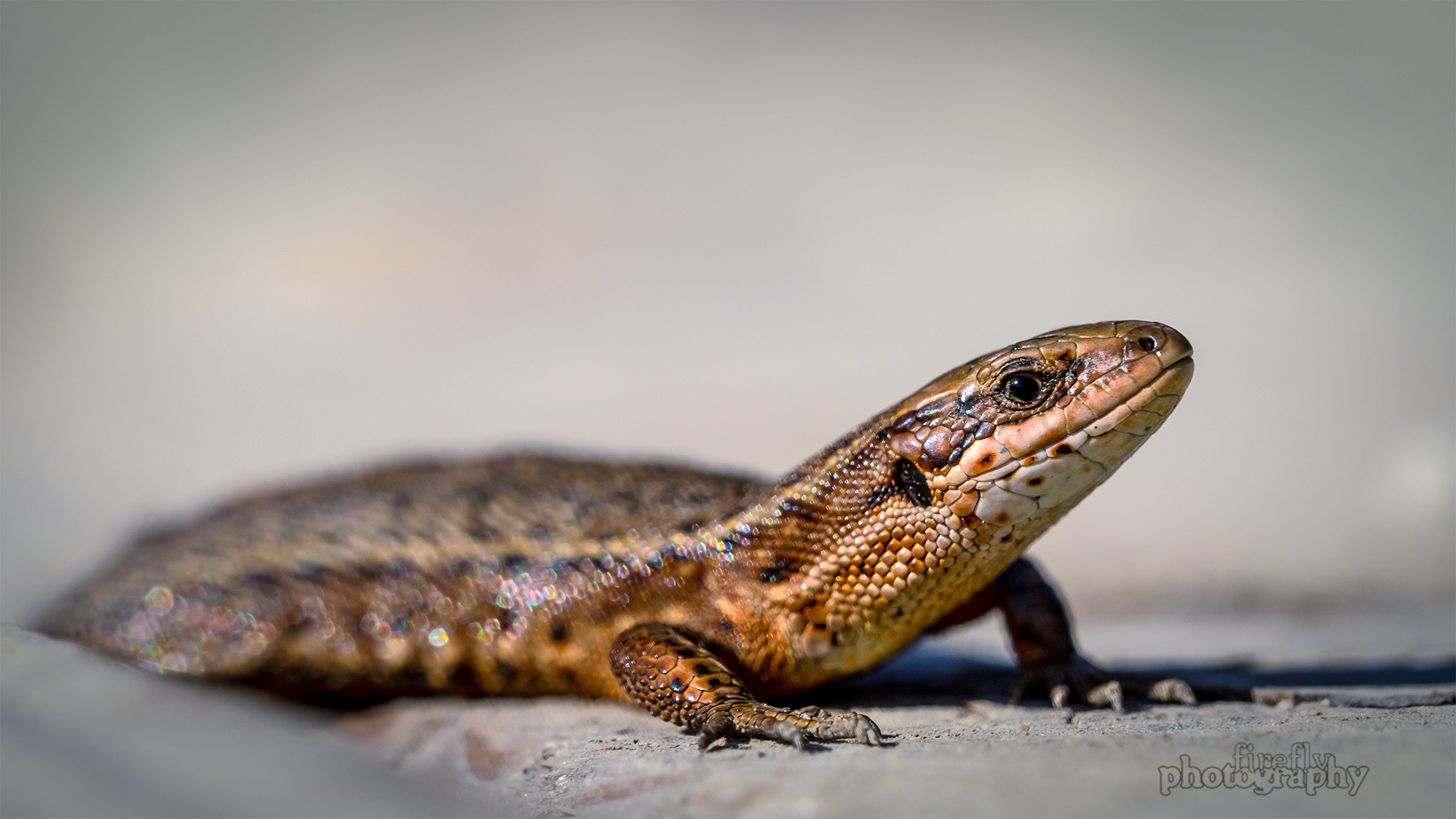 Reptilien und Fische