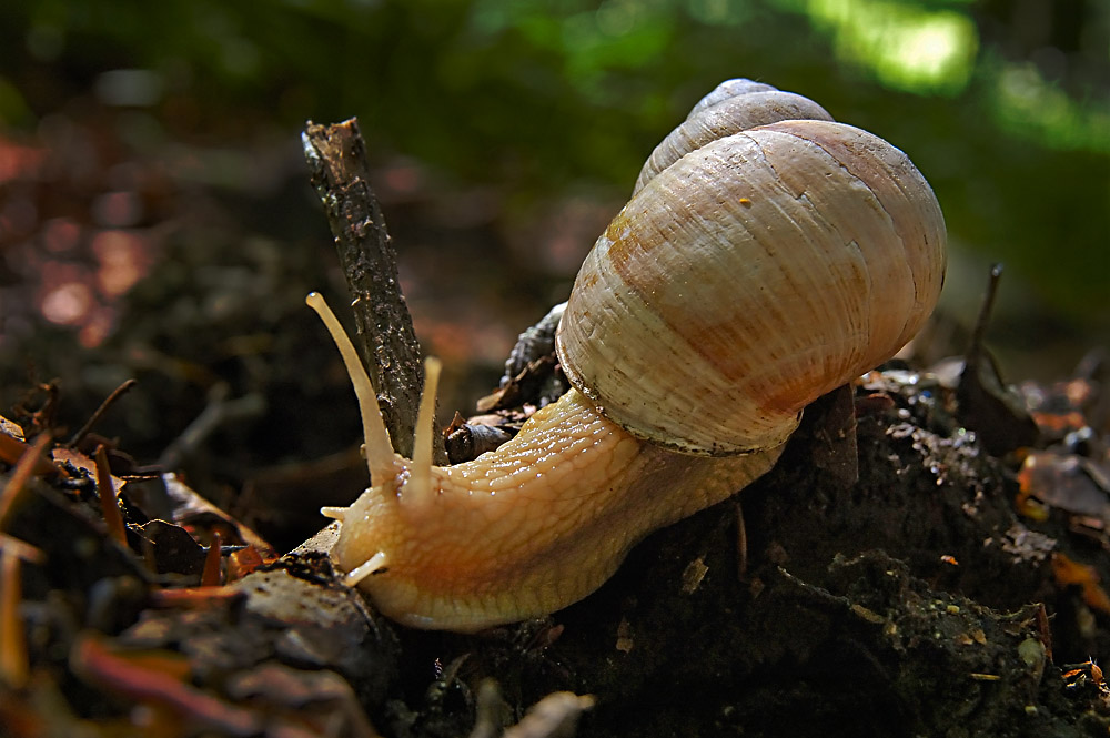 Schnecke