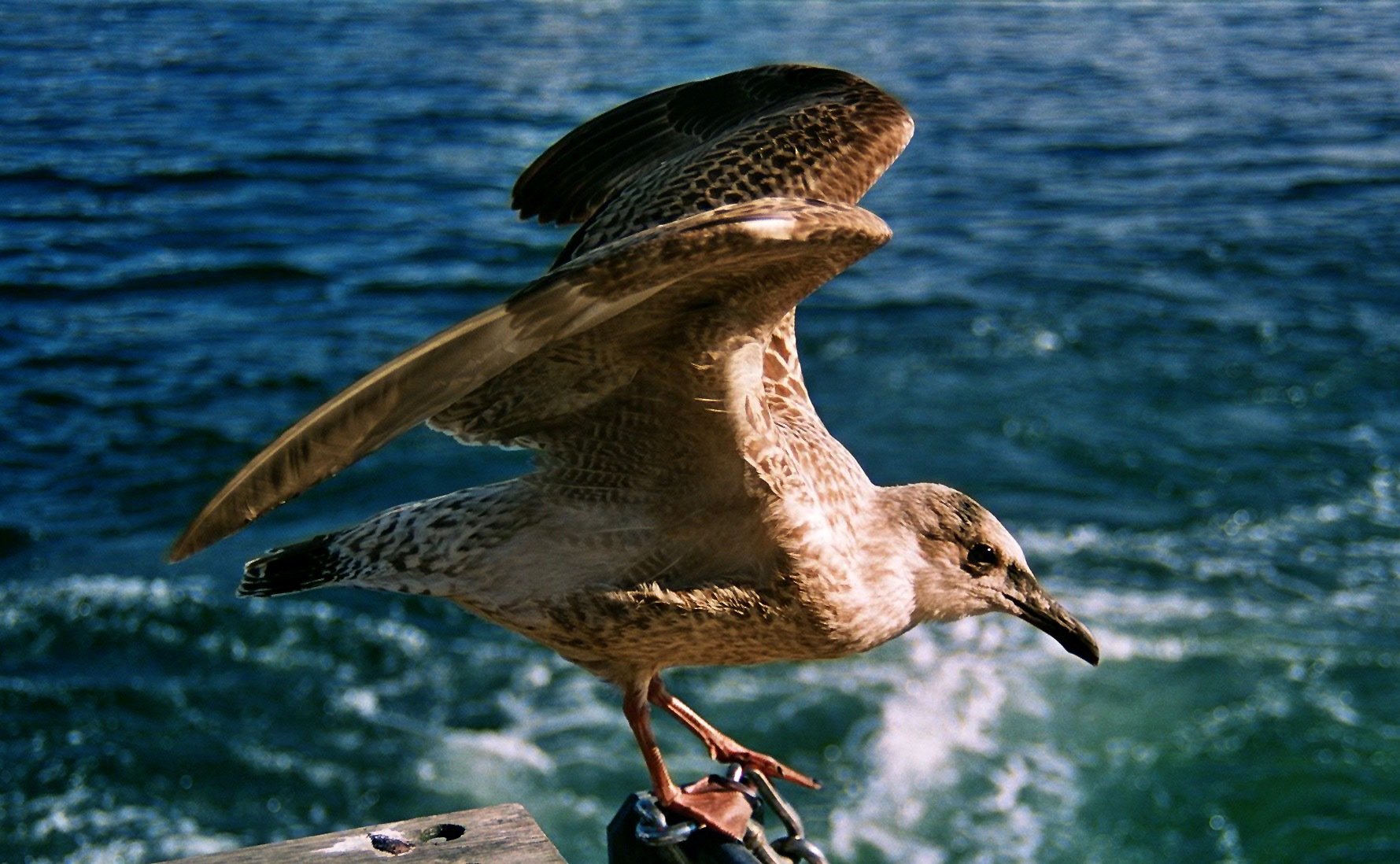 Möwe (analog, nachkoloriert)