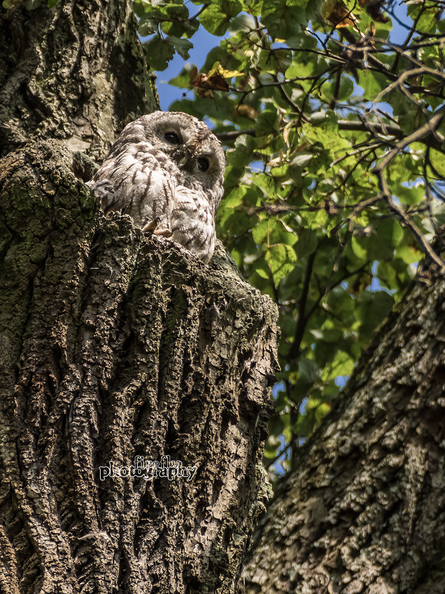Waldkauz Kasimir (Nymphenburg, München)
